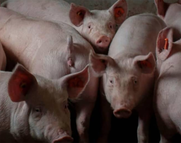 Cancillería atrasó la firma del acuerdo con China para instalar granjas de cerdos: el motivo