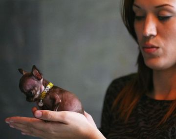 chihuahua