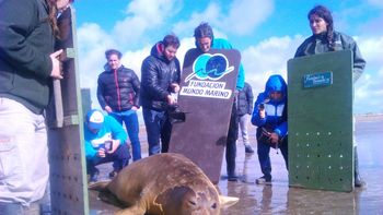 liberaron al elefante marino que habia quedado atrapado en san fernando liberaron al elefante marino que habia quedado atrapado en san fernando