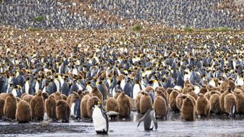 tragedia en la antartida: mueren 150 mil pingüinos por el desplazamiento de un iceberg tragedia en la antartida: mueren 150 mil pingüinos por el desplazamiento de un iceberg