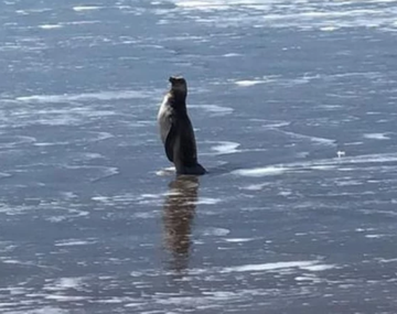 Un pingüino en Mar del Plata. Foto: 0223