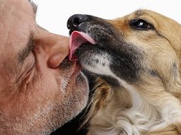 Ojo con besar a las mascotas: descubren que podrían transmitir bacterias superdesarrolladas