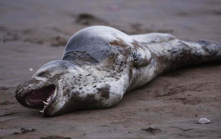 Foca leopardo, el &ldquo;come ping&uuml;inos&rdquo; que apareci&oacute; en Varese