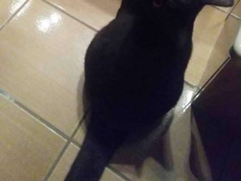 Todos dudan si se trata de un gato o un cuervo