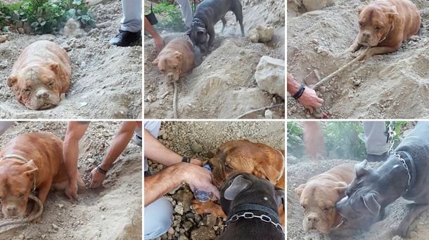 Rescatan a un perro que había sido enterrado hasta el cuello en un parque
