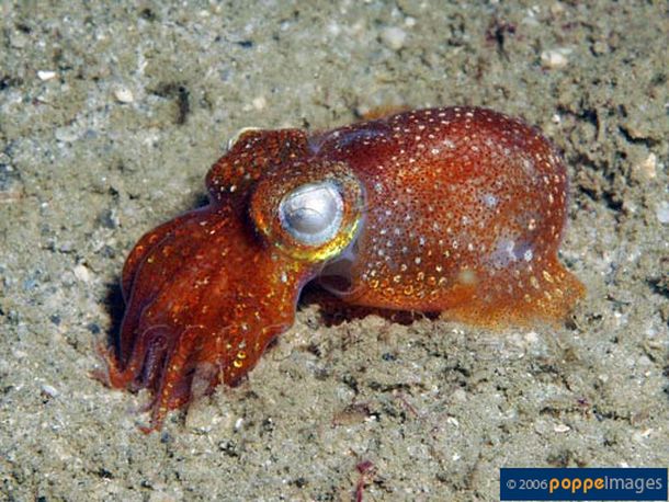 Un calamar consume semen para obtener energía