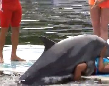 Nada de aguas frías para este delfín