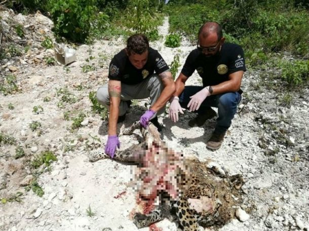 Atropellaron a un jaguar