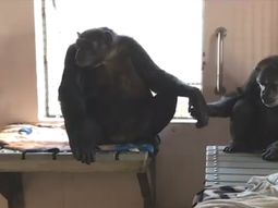 tras 18 anos en solitario, un chimpance hizo su primer amigo y no lo puede soltar tras 18 anos en solitario, un chimpance hizo su primer amigo y no lo puede soltar