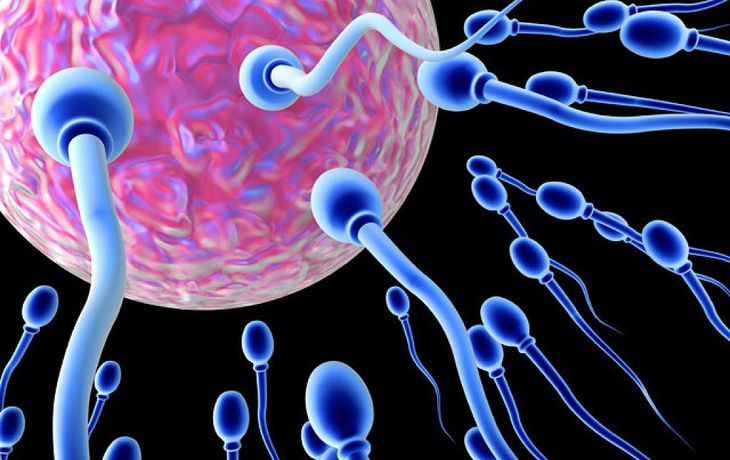 El drama del espermatozoide occidental