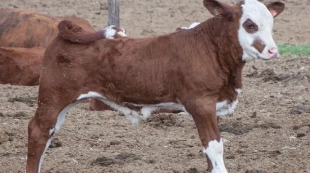Robaron un ternero, lo faenaron y vendieron la carne: el animal tenía rabia y hay un pueblo en vilo