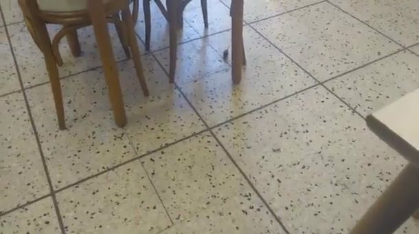 El roedor sorprendió a los clientes