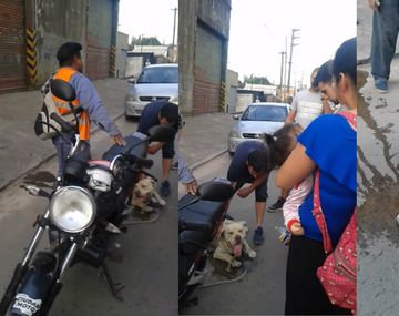 El perro fue rescatado.