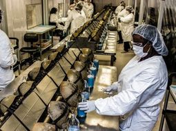 Los cangrejos herradura son explotados desde hace d&eacute;cadas por las farmac&eacute;uticas. Foto: Plosbiology