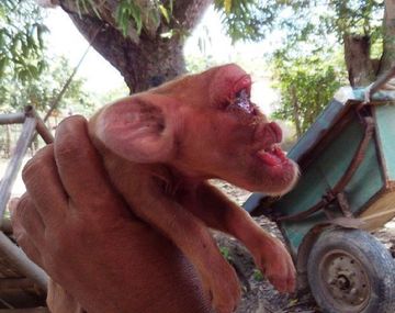 Nació un cerdo con cara de mono&nbsp; - Crédito: www.cubadebate.cu