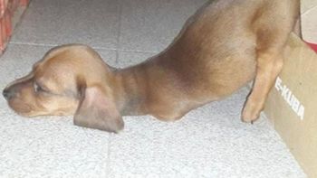 viajo para rescatar un perro con dos patas viajo para rescatar un perro con dos patas