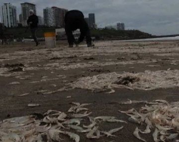 ¿Regalo del cielo para pescadores? Aparecieron cientos de camarones en una playa de Mar del Plata