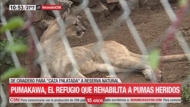 Córdoba: la historia de la mujer que rescató 17 pumas