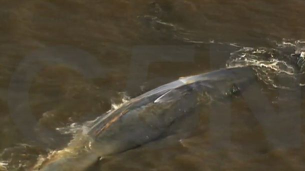 Una ballena quedó varada en el Río de la Plata