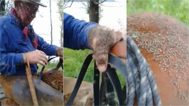 Hace 40 años que voy a la isla y nunca vi semejante enjambre de mosquitos