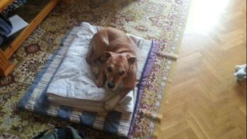 espana sacrifico al perro de la enfermera con ebola espana sacrifico al perro de la enfermera con ebola