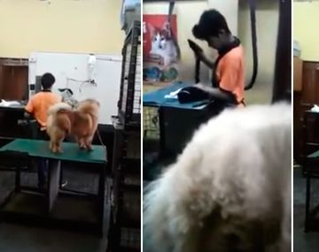 Ocurrió en una veterinaria de Encarnación