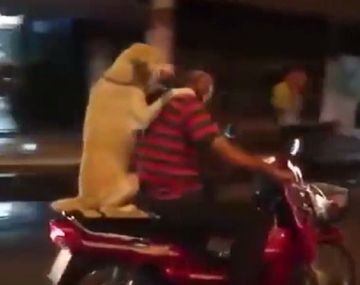 Un perro viaja en moto con un paraguas 