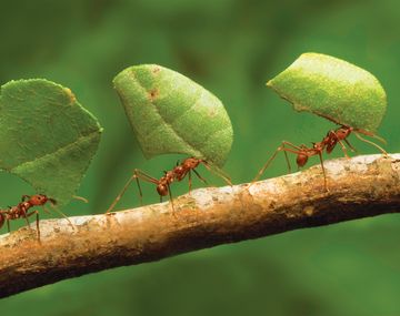 El peso de las hormigas y los humanos