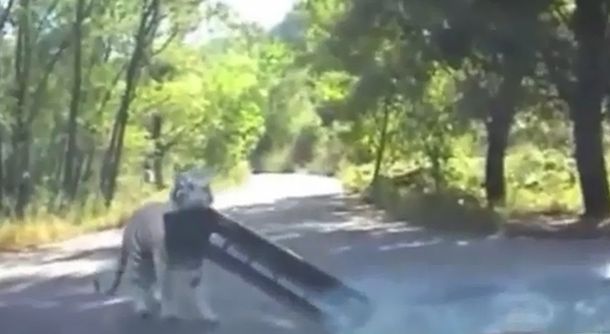 Otro ataque de un tigre en el mismo zoológico chino de Beijing: esta vez la sacaron barata