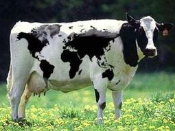 Vaca mundi