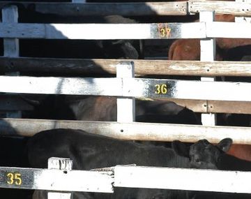 Vacas_DyN