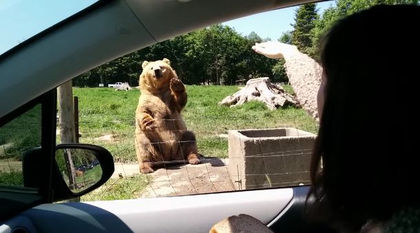Mirá las piruetas que hace este oso para conseguir comida