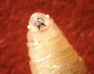 Preocupante hallazgo: se detectó en humanos un gusano carnívoro