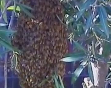 Tiene colmena frente a su casa y pide ayuda