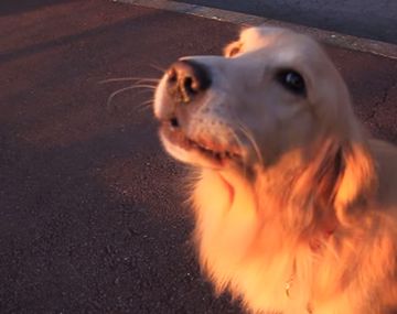 El perro ambulancia: escuchó la sirena y sorprendió a todos cuando comenzó a imitarla