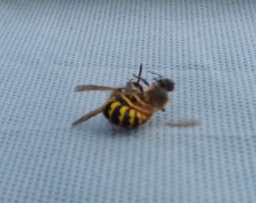 Naturaleza salvaje: el brutal momento en que una avispa parte a una abeja