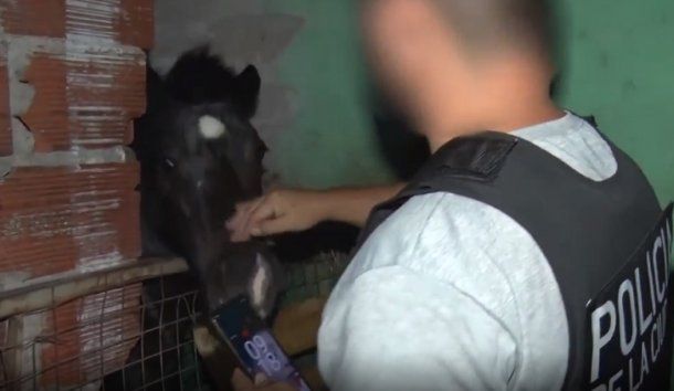 Sorpresa en Villa Lugano: en operativo antidrogas encontraron gallos de riña, animales de granja y hasta un caballo