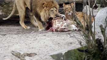 el zoologico que habia sacrificado a una jirafa ahora mato a cuatro leones el zoologico que habia sacrificado a una jirafa ahora mato a cuatro leones