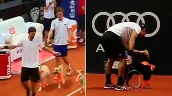 los perros alcanza pelotas se robaron el show en el abierto de tenis de brasil los perros alcanza pelotas se robaron el show en el abierto de tenis de brasil