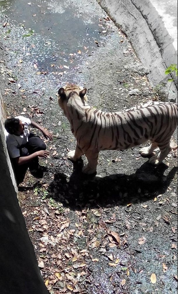 Un tigre blanco mató a un turista en el zoo de Nueva Delhi: mirá el video