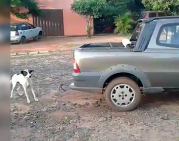 Brutal maltrato: arrastraron a un perro hasta matarlo y quedaron detenidas