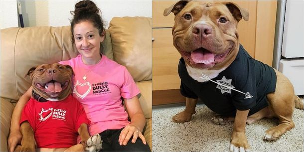 Final feliz: una perrita pitbull no puede dejar de sonreír luego de ser adoptada