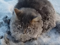 Gato rescatado Gato rescatado