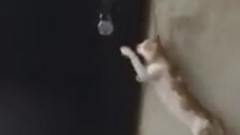 video: conoce al gato mas educado del mundo video: conoce al gato mas educado del mundo