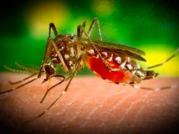 confirmaron un caso de virus zika en neuquen confirmaron un caso de virus zika en neuquen