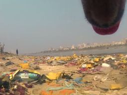 mira como ve el mundo un perro callejero mira como ve el mundo un perro callejero