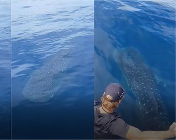 Video viral en Nueva Zelanda: el pez más grande del mundo