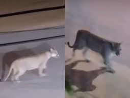 un puma recorrio las calles de valeria del mar y sorprendio a los vecinos un puma recorrio las calles de valeria del mar y sorprendio a los vecinos