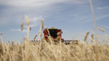 afirman que esta garantizada la calidad del trigo para consumo afirman que esta garantizada la calidad del trigo para consumo