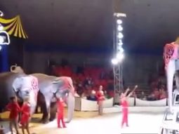 video: elefantes ayudan a companero que cayo durante acto circense video: elefantes ayudan a companero que cayo durante acto circense